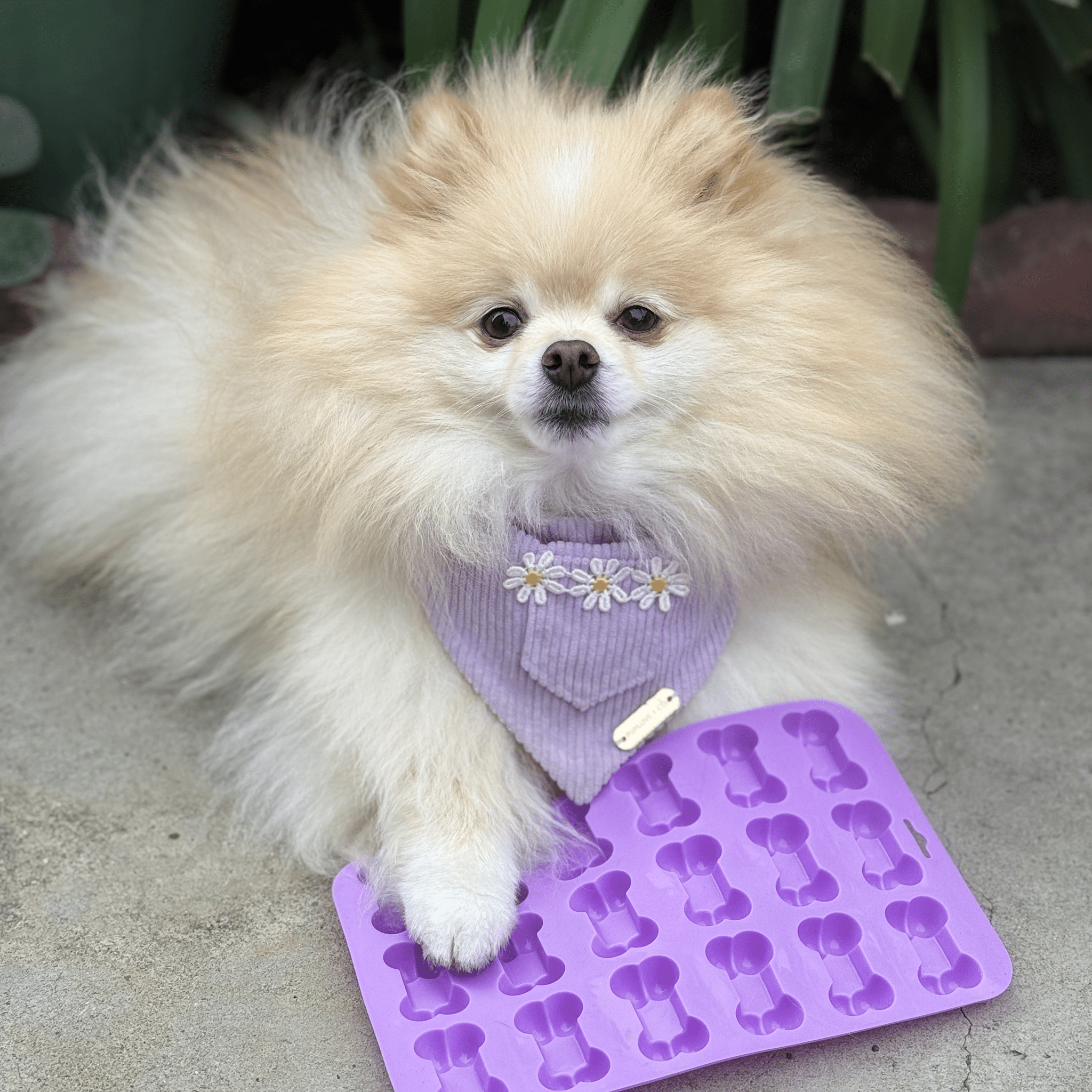 Pet Treat Molds - MaisonBeach