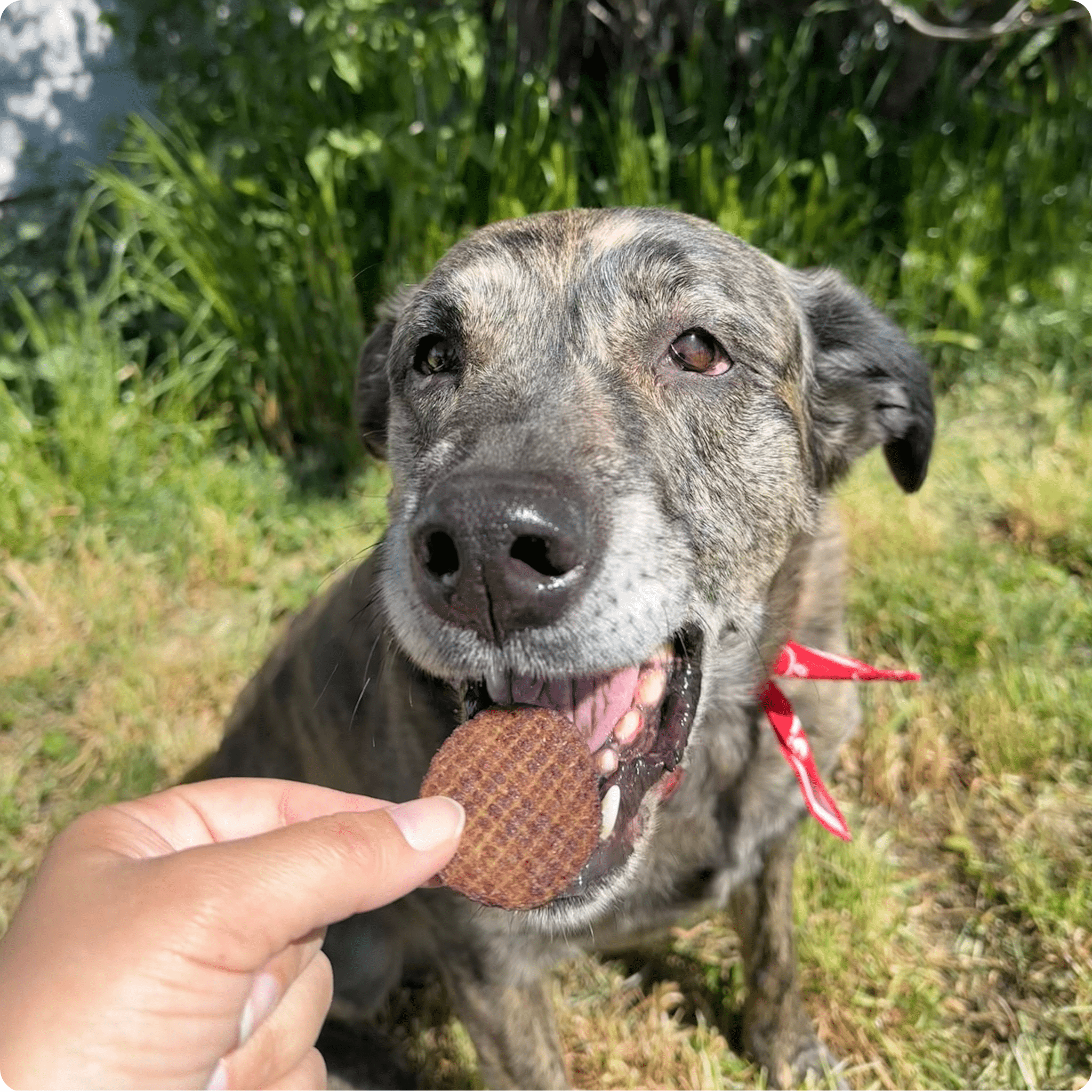 Beef Chips Dog Treats | Single-Ingredient Healthy Treats for Dogs - MaisonBeach